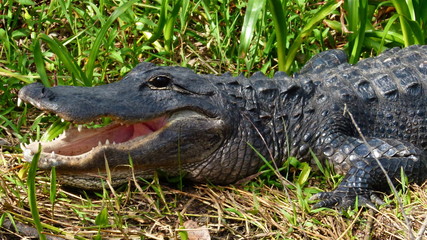 Alligator Everglades