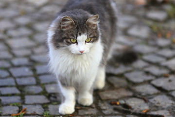 Gray and White Cat