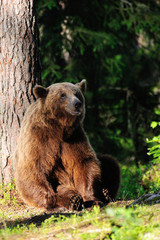 Brown bear sitting against a tree