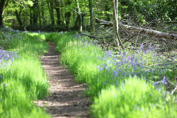 promenade en sous-bois