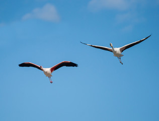 Fototapeta na wymiar Greater Flamingos in Flight