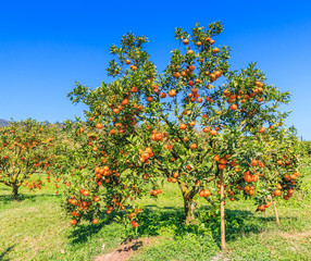 Organic orange tree at the farm