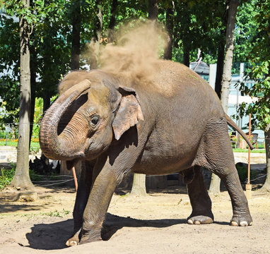 Fototapeta Indian elephant is dust bathing