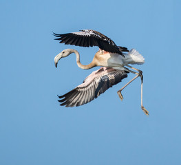 Greater Flamingo in Flight