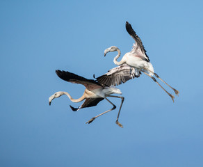 Greater Flamingos in Flight