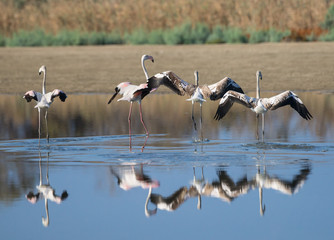 Greater Flamingos 