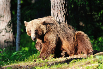 Brown bear resting in the forest