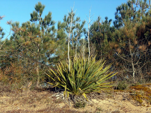「Flandes」の写真素材 466件の無料イラスト画像 Adobe Stock