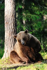 Brown bear scratching itself