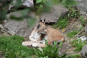 Junger Luchs