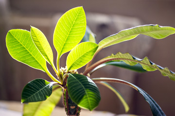 Home green plant in sun light