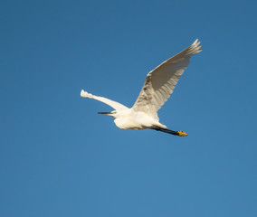 Little Egret in Flight