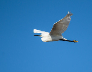 Little Egret in Flight