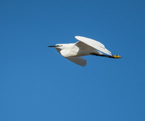 Little Egret in Flight