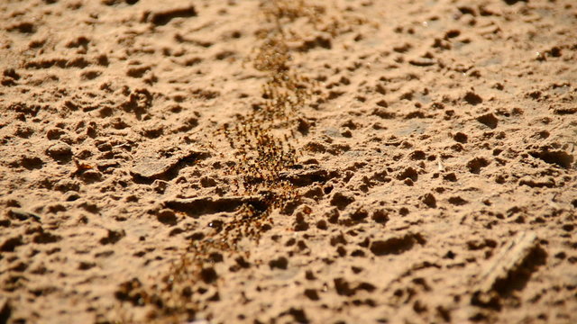 Giant Ant Colony on the March in the Jungle