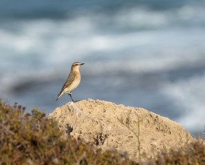 Northern Wheatear