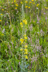 Planta con flores amarillas