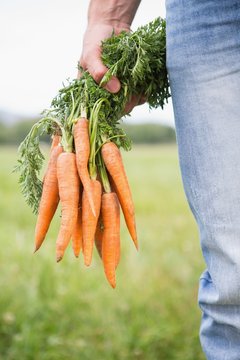 Farmer Holding Bunch Of Organic Carrots