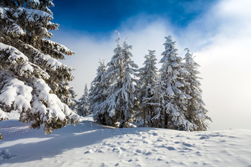 Pine forest covered in snow