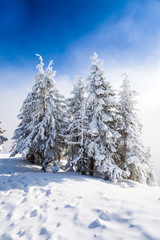 Pine trees covered in snow
