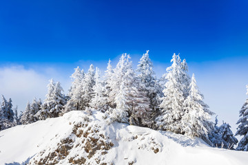 Pine trees covered in snow