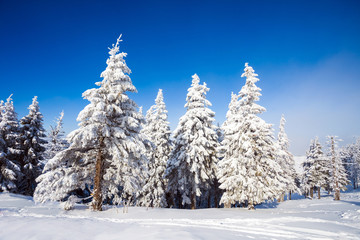 Pine trees covered in snow