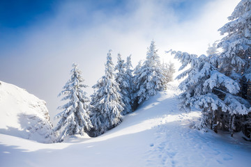 Fototapeta na wymiar Pine trees covered in snow