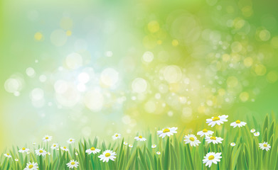 Vector nature background with grass and chamomiles.
