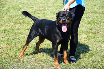 Rottweiler dog