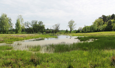 spring on marshes