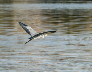 Grey Heron 