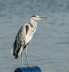 Grey Heron 