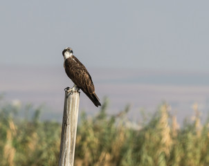 Osprey