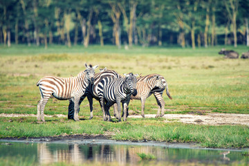 Fototapeta na wymiar Herd of zebras