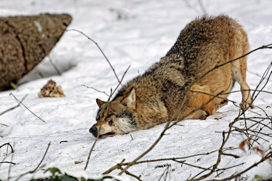 Wolf ( canis lupus )