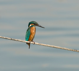Common Kingfisher
