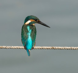 Common Kingfisher