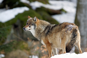Wolf ( canis lupus )