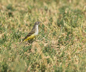 Obraz premium Grey Wagtail