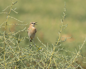 Wheatear