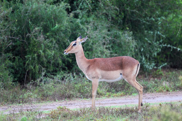 Impala Weibchen (Aepyceros melampus)