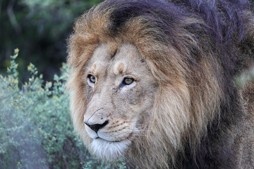 Löwe (Panthera leo)