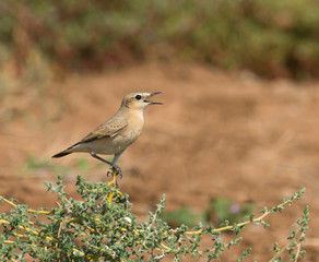 Wheatear