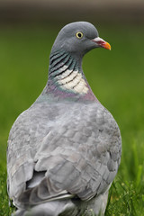 Ringeltaube (Columba palumbus)