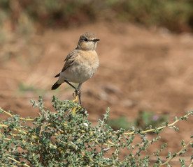Wheatear
