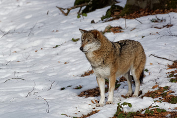 Obraz premium Wolf ( canis lupus )