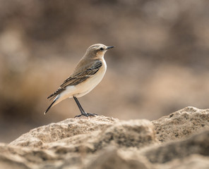  Wheatear