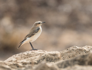  Wheatear