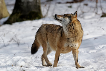 Fototapeta na wymiar Wolf ( canis lupus )