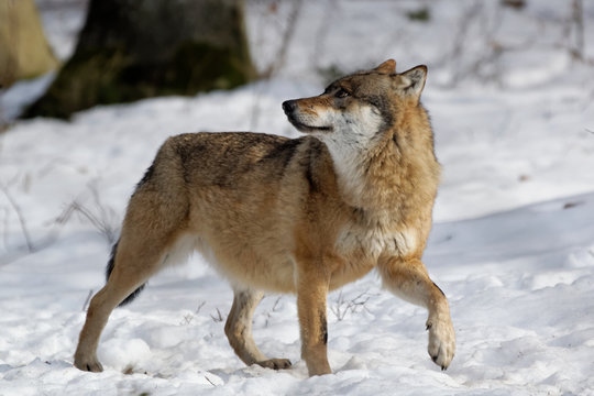 Fototapeta Wolf ( canis lupus )